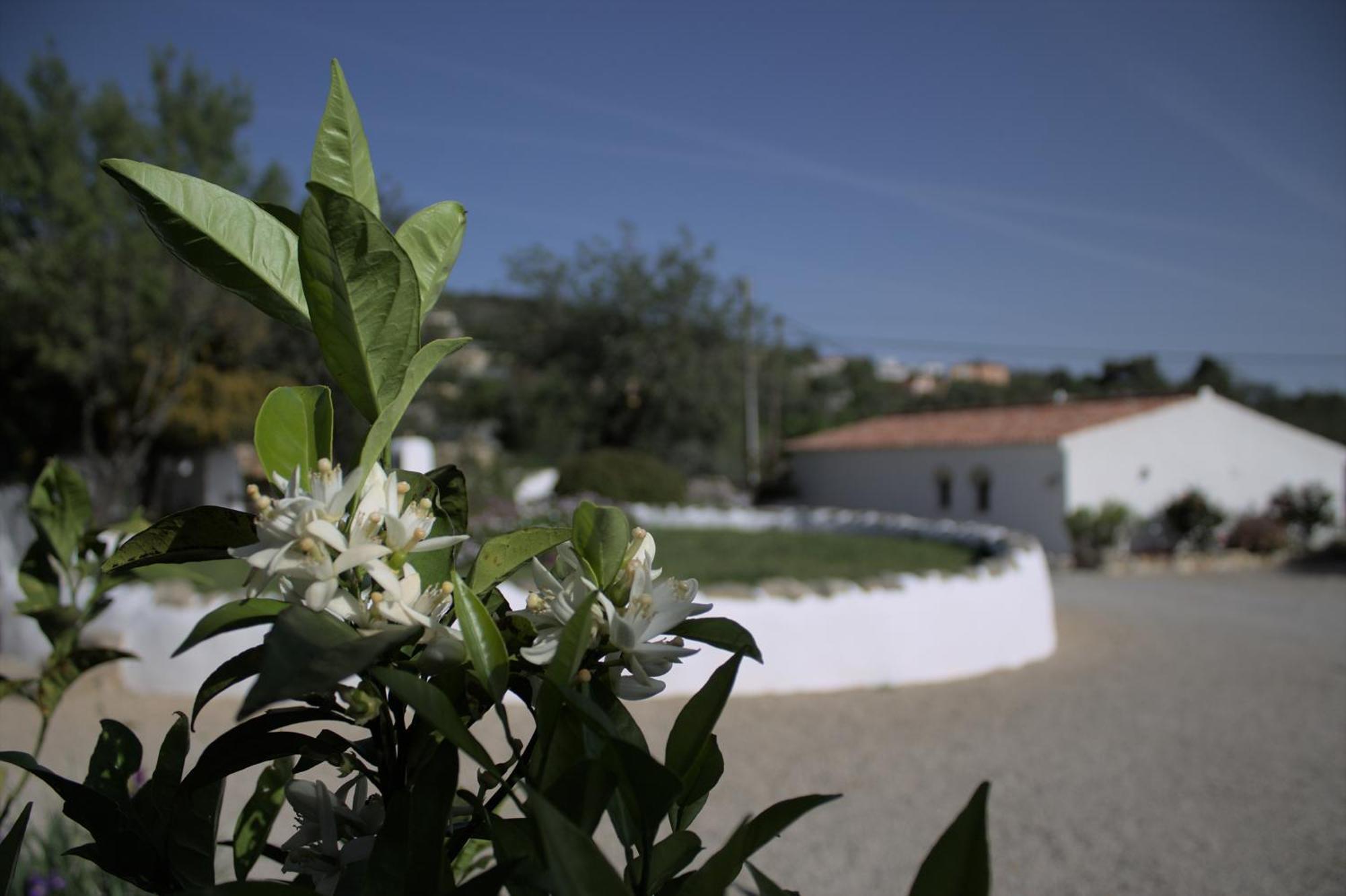 Cosy Farmhouse Quinta Da Eira 140 Years Old ローレ エクステリア 写真